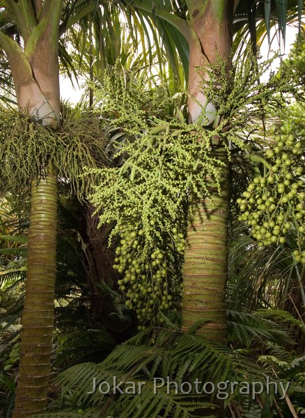 Lord Howe Island_20061211_049.jpg